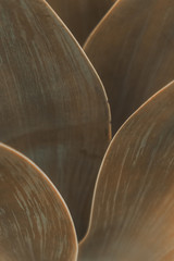 Backgrounds and Textures - Leaves