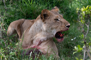 Fototapeta na wymiar side profile of a lioness with blood in her mouth