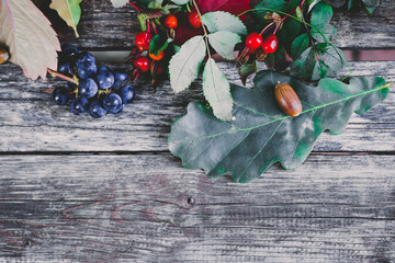 still life of plants in autumn-oak, rose hips, grapes, leaves