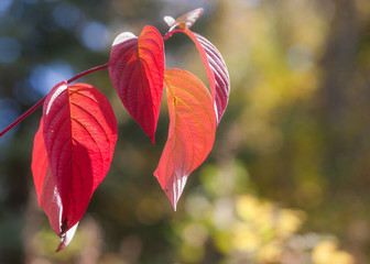 Red Osier Dogwood in Fall