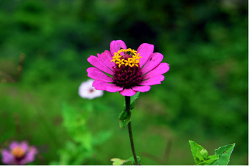 pink flower on background of green grass