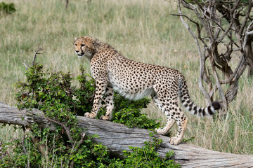 cheetah on a fallen tree trunk