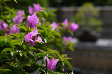 bougainvillea in the garden