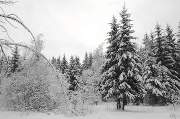 trees covered with snow along the road in the winter forest