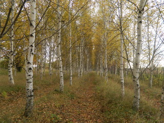  path among birches