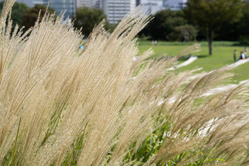susuki grass