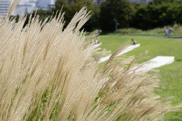 susuki grass