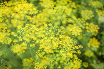 Green and yellow natural background with fresh dill flowers in the garden at summer day in selective focus.