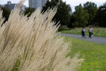 susuki grass