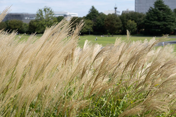 susuki grass