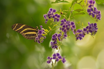 Butterfly Heliconius charitonius or zebra butterfly on purple flowers. Habitat region South America. Selective focus. Blurred background