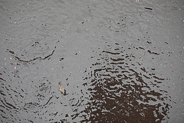 Autumn rain in the park