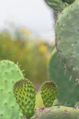 Cactus