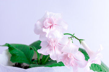 Streptocarpus flowers on a white background