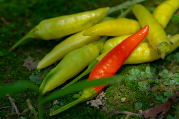 Xiaomi spicy, also known as Xiaomi pepper, is produced in Yunnan, China, and is the main material for making pickled pepper.