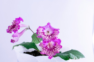 Streptocarpus flowers on a white background