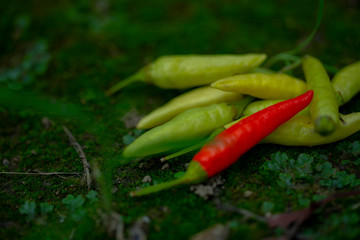 Xiaomi spicy, also known as Xiaomi pepper, is produced in Yunnan, China, and is the main material for making pickled pepper.