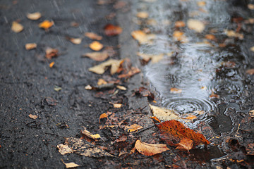 Autumn rain in the park