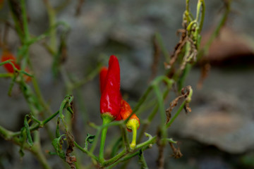 Xiaomi spicy, also known as Xiaomi pepper, is produced in Yunnan, China, and is the main material for making pickled pepper.