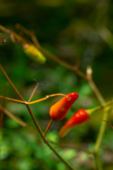 Xiaomi spicy, also known as Xiaomi pepper, is produced in Yunnan, China, and is the main material for making pickled pepper.