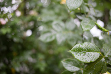 Backdrop with a leaf.