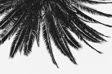 Palm Tree