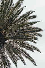 Palm Tree