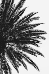 Palm Tree