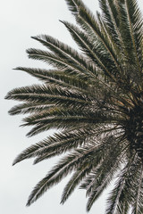 Palm Tree