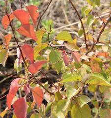 September. On a decorative bush red autumn leaves.
