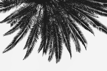 Palm Tree