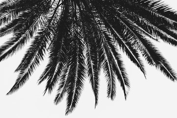 Palm Tree