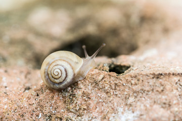 Tiny snail over a leaf
