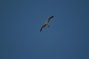 seagull flying in the blue sky