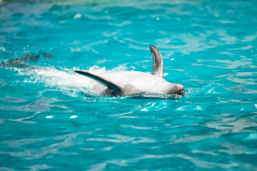 Dolphin swimming on his back