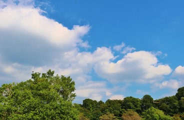 風景　空　秋　緑　杤木　日本