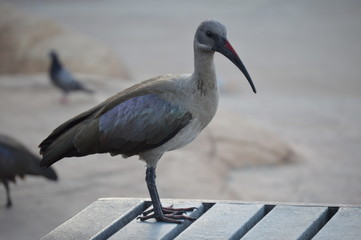 seagull on beach