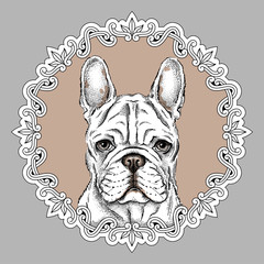 French bulldog portrait in vintage frame. Vector illustration with a cute dog. Image for printing on clothes