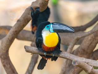 Giant beaked birds in Shanghai Safari Park