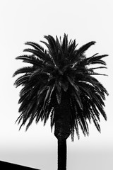 Palm Tree