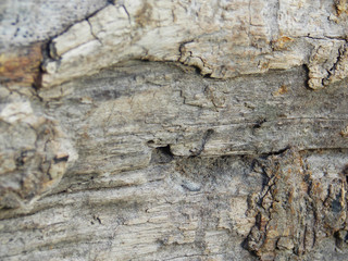 tree bark. texture texture forest background