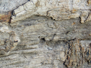 Fototapeta premium tree bark. texture texture forest background