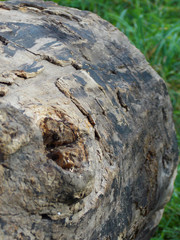 a log in the grass. bark. autumn    