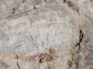 tree bark. texture texture forest background