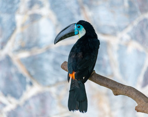 Giant beaked birds in Shanghai Safari Park