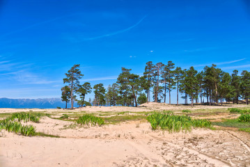 Fototapeta premium Beautiful white sandy shore with evergreen pines in blue sky background, Lake Baikal Siberia Russia