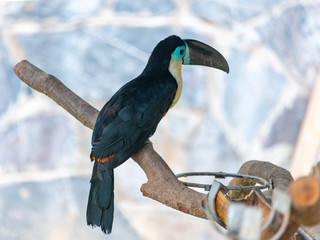 Giant beaked birds in Shanghai Safari Park