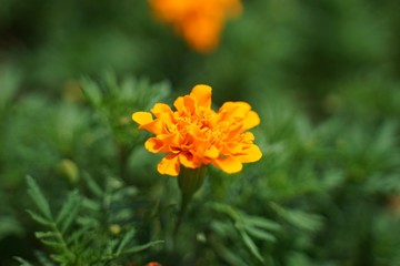 マリーゴールド
