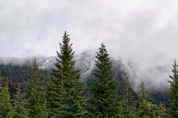beautiful evergreen spruce and snow-capped forest peaks with white fog, Canadian Rocky Mountains