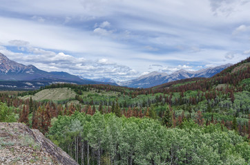 Fototapeta na wymiar evergreen forest on the background of the Rocky mountains, Jasper National Park, Jasper, Alberta, Canada